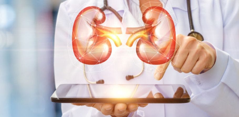 Image of a doctor holding a tablet with an illustration of kidneys. 