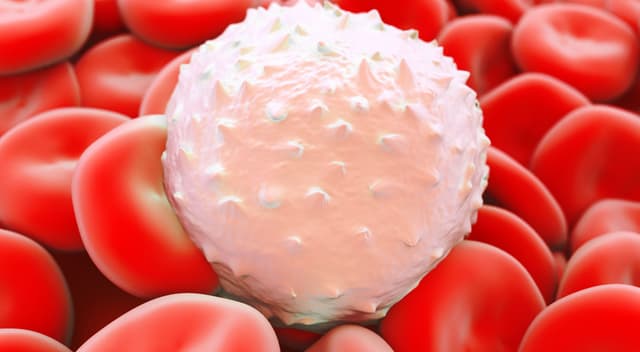 Photo of white blood cell.