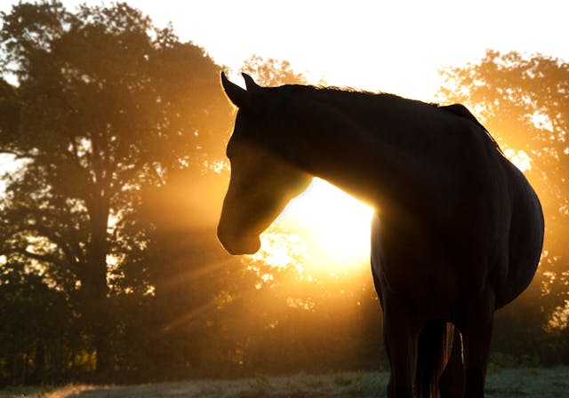 Beautiful Arabian horse silhouette against morning sun shining through haze and trees | Image credit: © pimmimemom - © stock.adobe.com