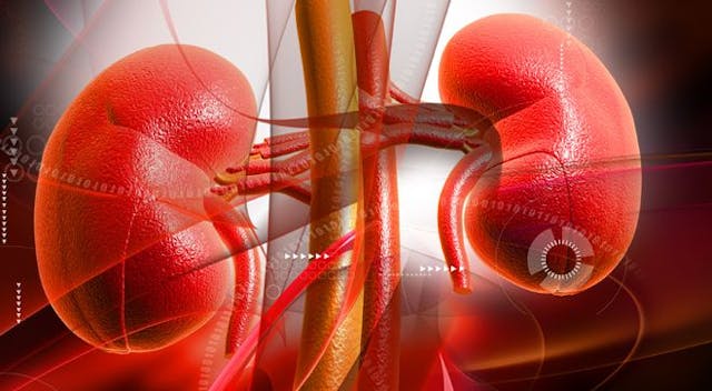 Illustration of kidneys with a target on one.