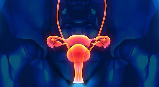 Image of the female reproductive system.